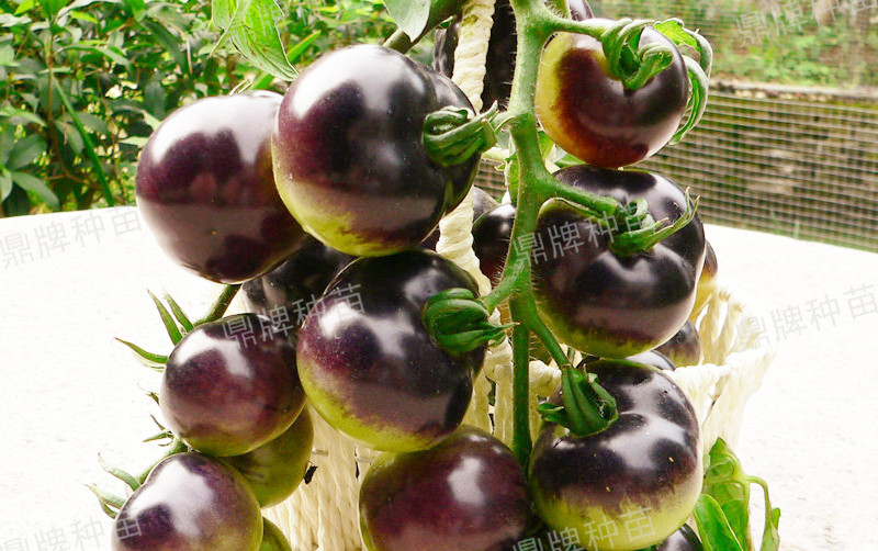 果實(shí)成紫色,口感脆爽
