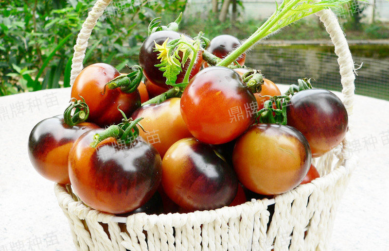 果實(shí)成紫紅色,甜度增加