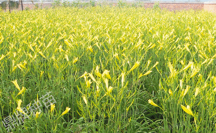 栽后第二年度,進(jìn)入豐產(chǎn)期