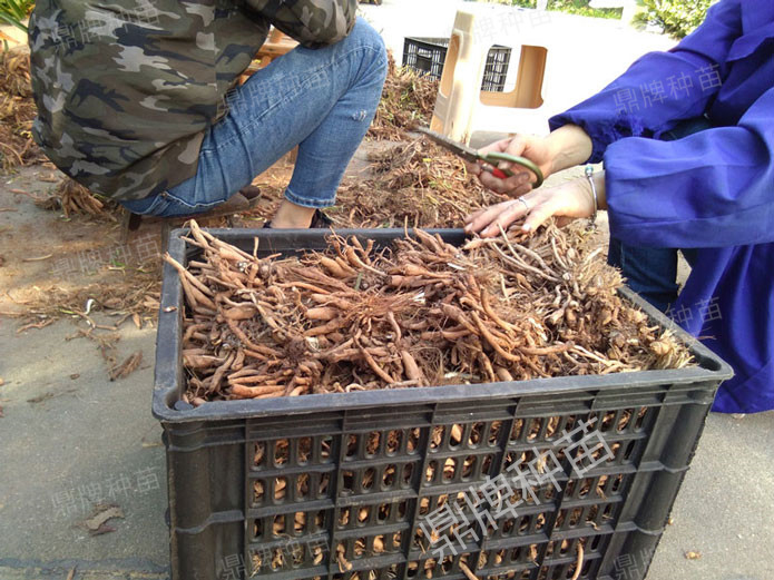 修剪后裝箱,準(zhǔn)備為客戶發(fā)貨的種苗
