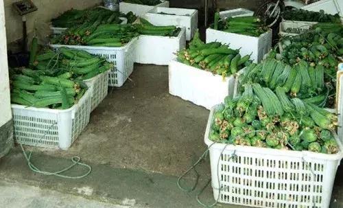 優秀絲瓜作品展播，請為菜農劉健平夫婦點贊