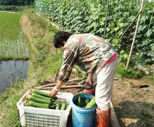 優秀絲瓜作品展播，請為菜農劉健平夫婦點贊