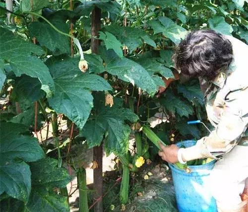 優秀絲瓜作品展播，請為菜農劉健平夫婦點贊