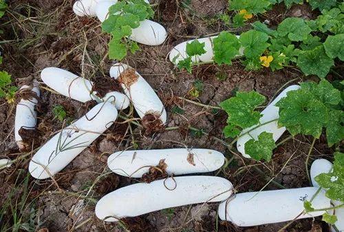您種植過“堆堆瓜”嗎?看一看,地上全是瓜!一睹芳容