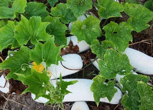 您種植過“堆堆瓜”嗎?看一看,地上全是瓜!一睹芳容