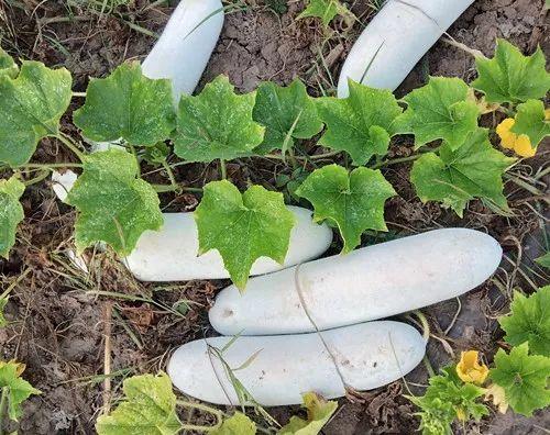 您種植過“堆堆瓜”嗎?看一看,地上全是瓜!一睹芳容