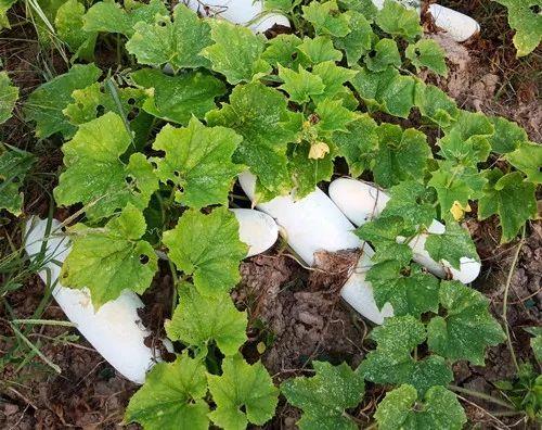 您種植過“堆堆瓜”嗎?看一看,地上全是瓜!一睹芳容