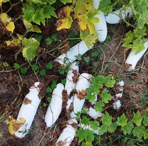 您種植過“堆堆瓜”嗎?看一看,地上全是瓜!一睹芳容