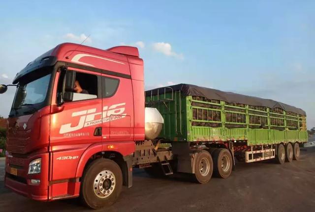 種南瓜竟然種出“麻煩”了,瓜販搶購,電視臺記者也趕來了