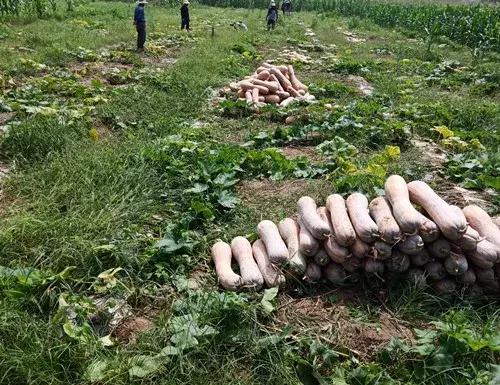 種南瓜竟然種出“麻煩”了,瓜販搶購,電視臺記者也趕來了