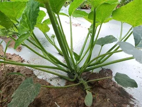 菜農種植無需噴農藥的蔬菜,不僅栽培簡單、而且效益高