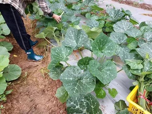 菜農種植無需噴農藥的蔬菜,不僅栽培簡單、而且效益高