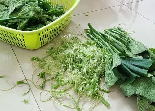 菜農種植無需噴農藥的蔬菜,不僅栽培簡單、而且效益高