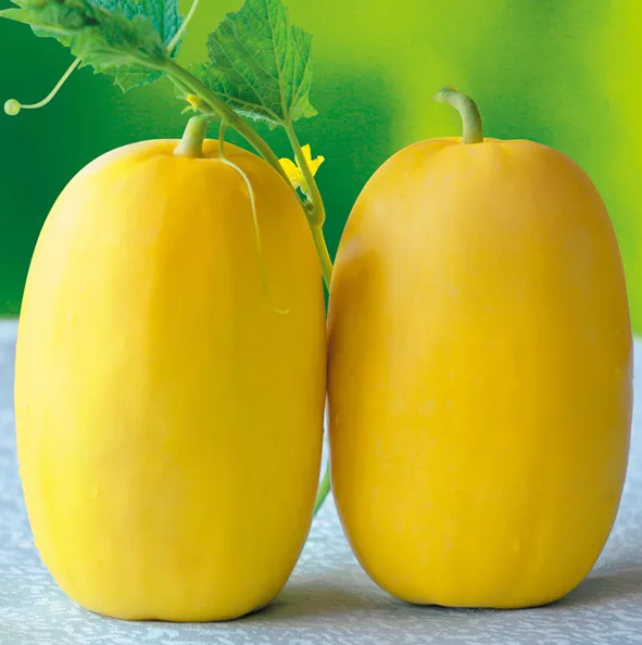 雇工難、成本高，想種甜瓜怎么辦？