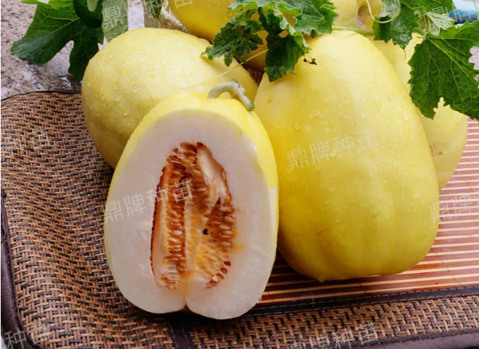 雇工難、成本高，想種甜瓜怎么辦？