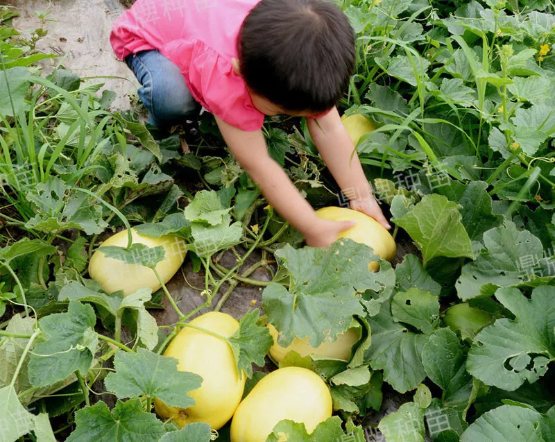雇工難、成本高，想種甜瓜怎么辦？