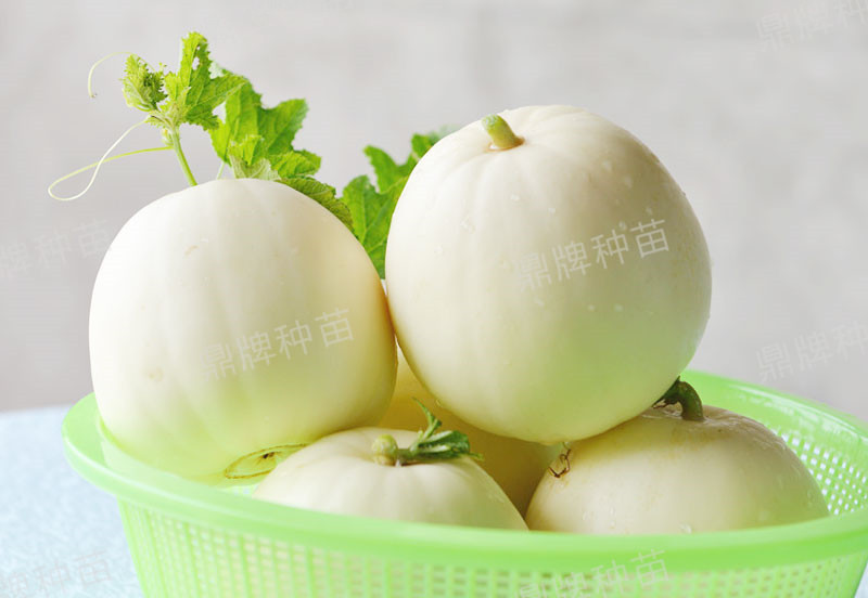 就這4個薄皮甜瓜，畝產(chǎn)萬斤很輕松，瓜果菜農(nóng)搶著種植