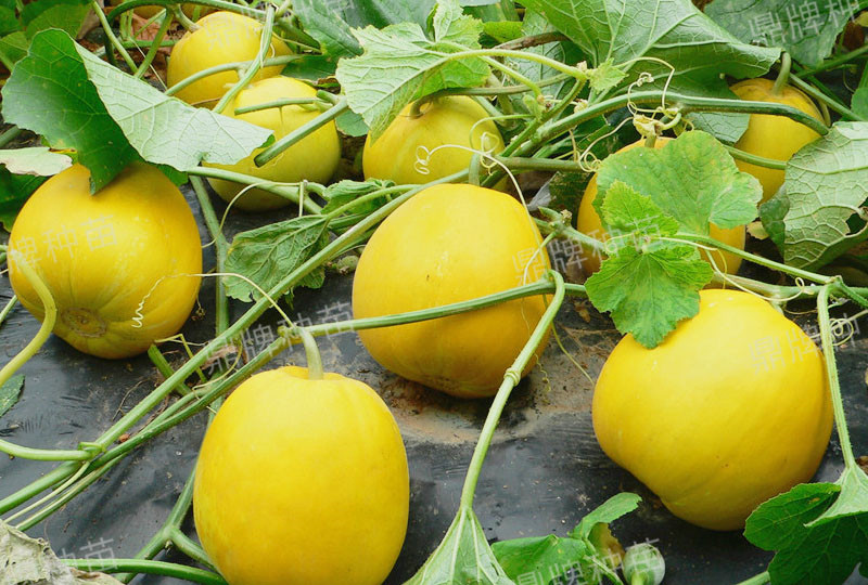 就這4個薄皮甜瓜，畝產(chǎn)萬斤很輕松，瓜果菜農(nóng)搶著種植