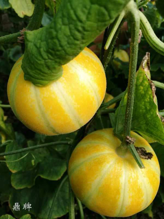 就這4個薄皮甜瓜，畝產(chǎn)萬斤很輕松，瓜果菜農(nóng)搶著種植