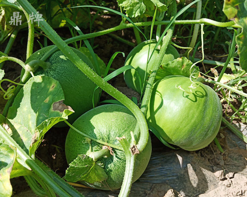 就這4個薄皮甜瓜，畝產(chǎn)萬斤很輕松，瓜果菜農(nóng)搶著種植