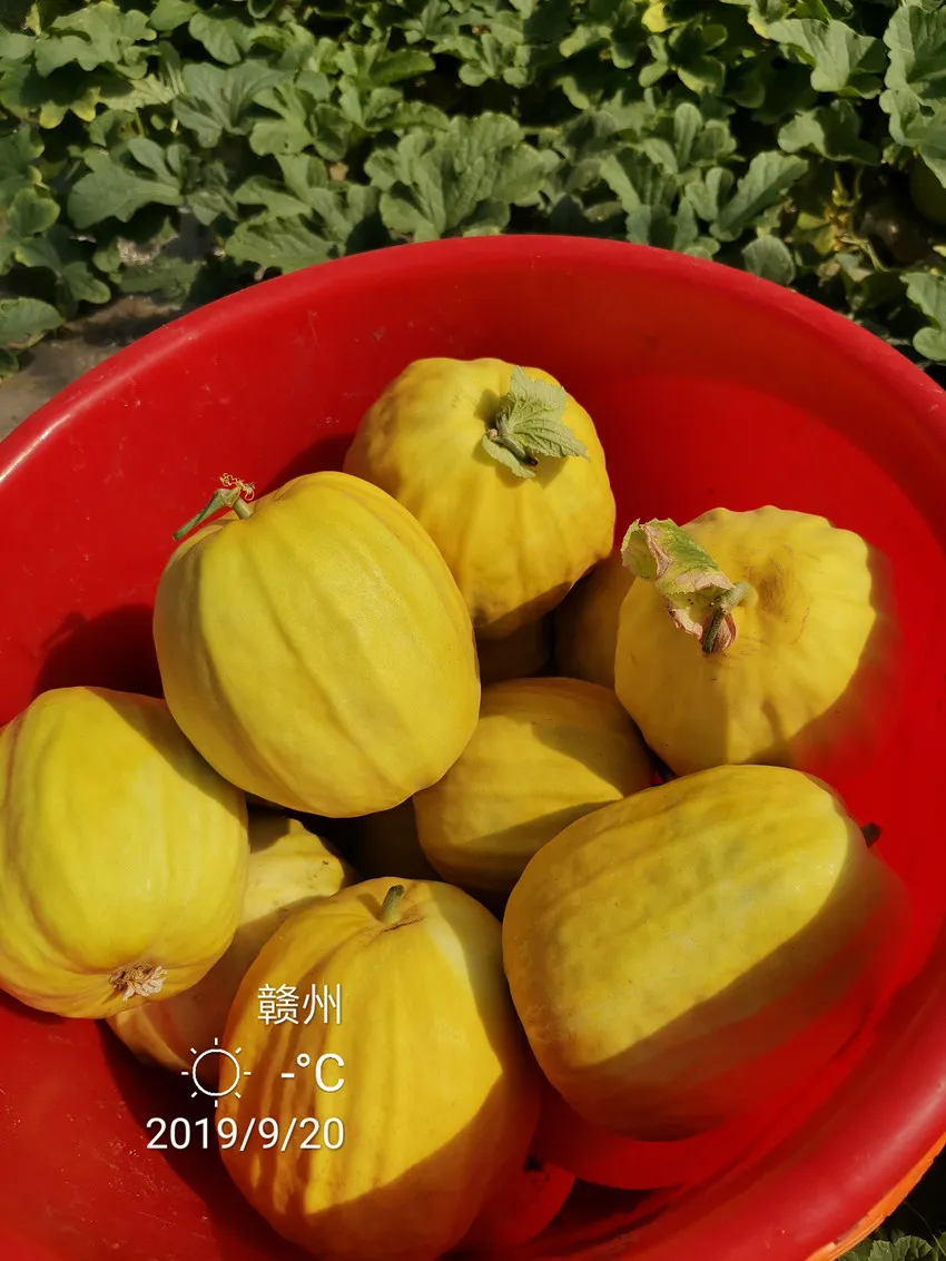 高溫季節(jié)種植甜瓜，什么品種最好？這個品種是秋季上市的專用品種
