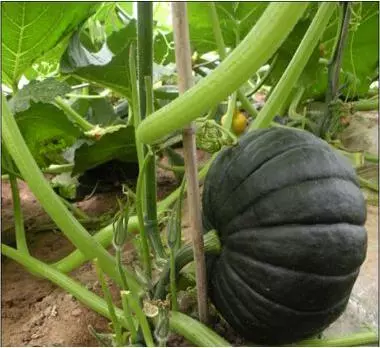 知道最甜最面的南瓜品種嗎?盤點十種有營養的甜面南瓜...