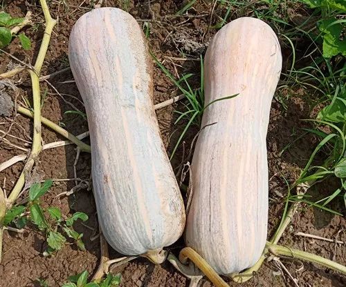 生吃都好吃南瓜新品種，沒有大肚子，肉質更密致，農戶試種下