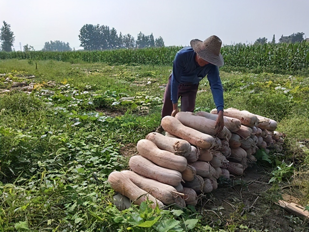 一位轉(zhuǎn)業(yè)后的特種兵，辦農(nóng)場種瓜菜，靠1個優(yōu)點(diǎn)，年賺200萬