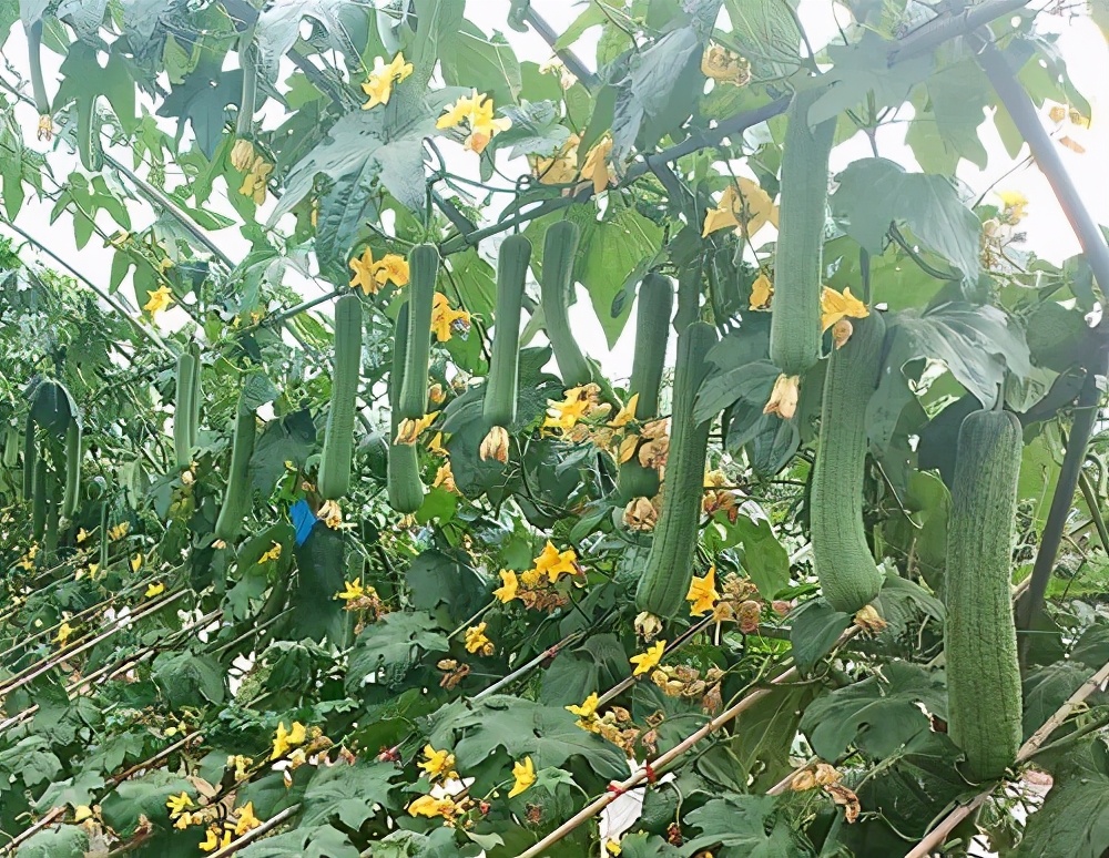 這個絲瓜畝產可達8000公斤，菜農2021年致富的絲瓜品種