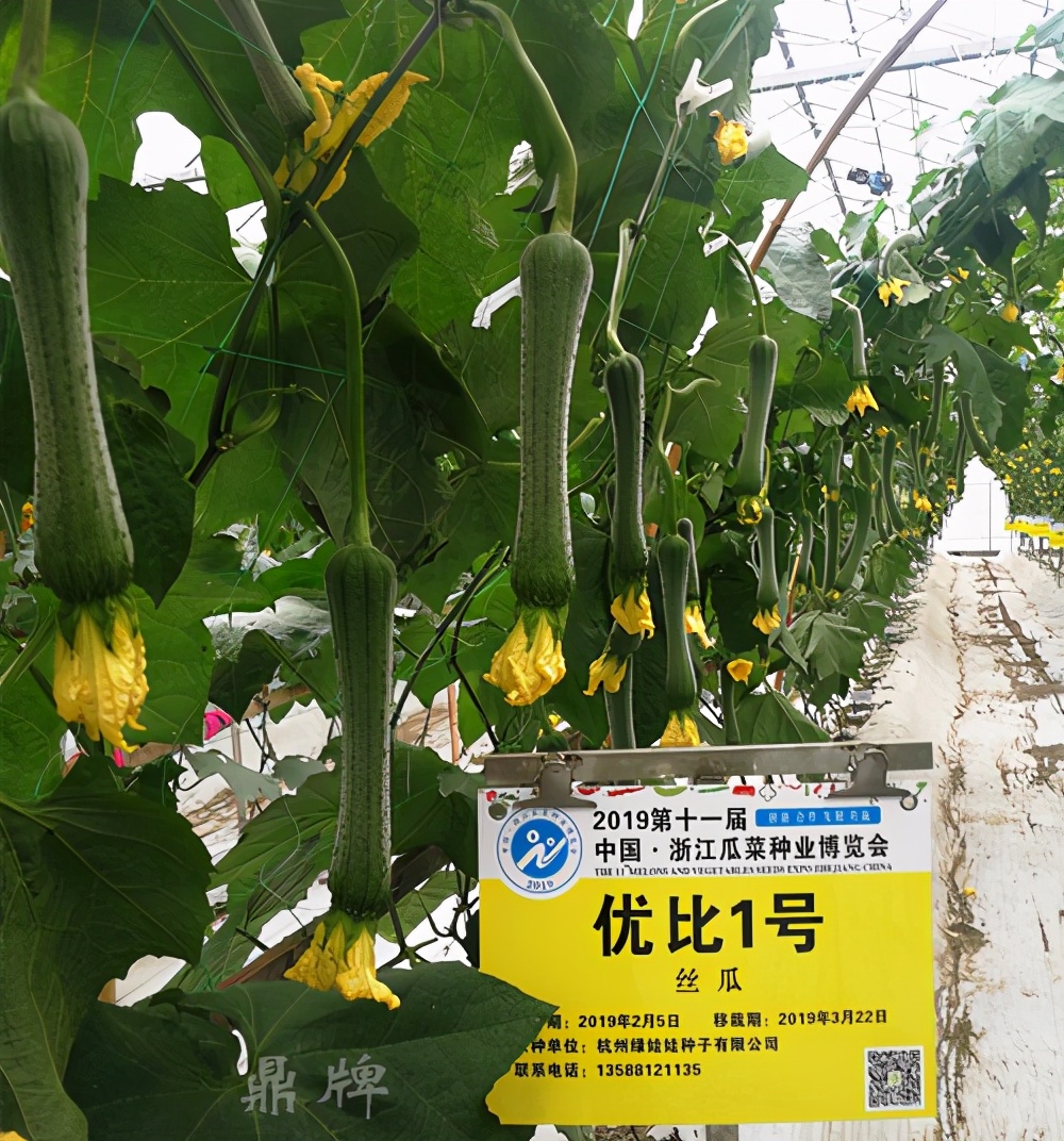 這個絲瓜畝產可達8000公斤，菜農2021年致富的絲瓜品種