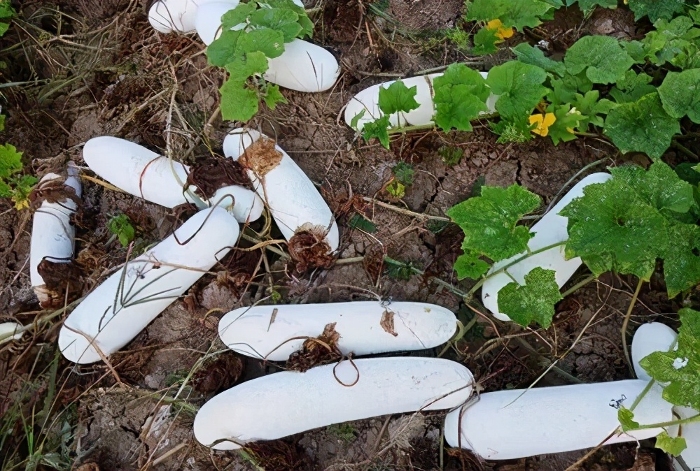 這個冬瓜品種放1年不壞，口感脆甜，多年科研就為打造這1個爆品