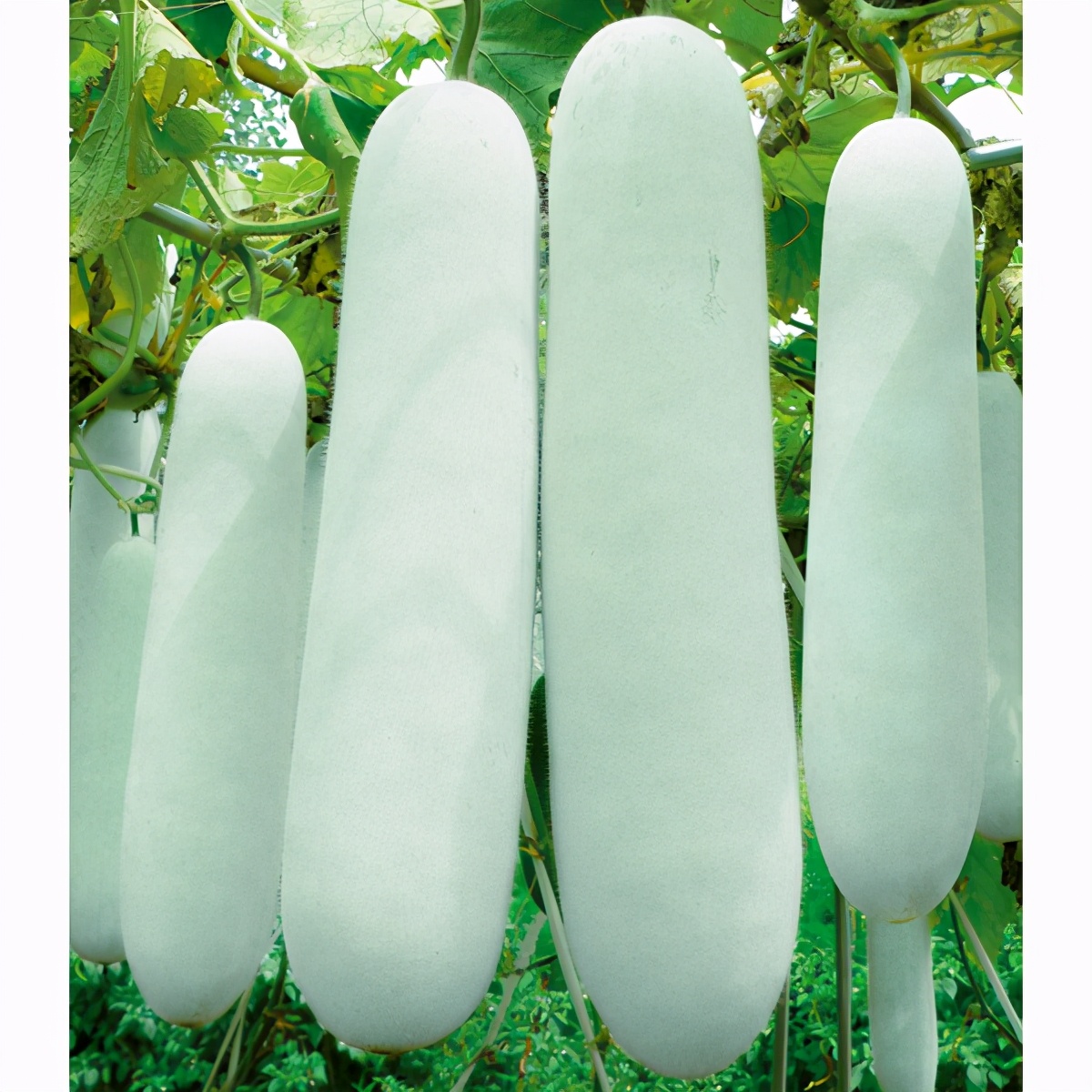 這個冬瓜品種放1年不壞，口感脆甜，多年科研就為打造這1個爆品