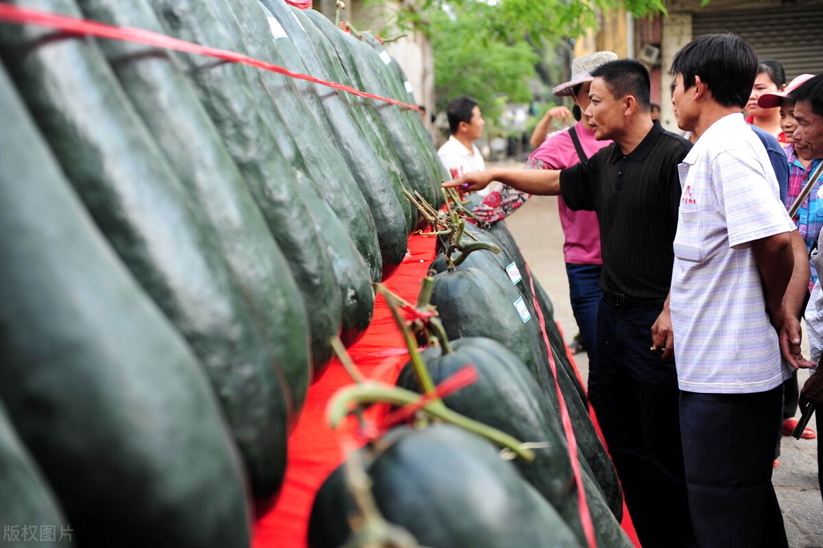 這個冬瓜品種放1年不壞，口感脆甜，多年科研就為打造這1個爆品
