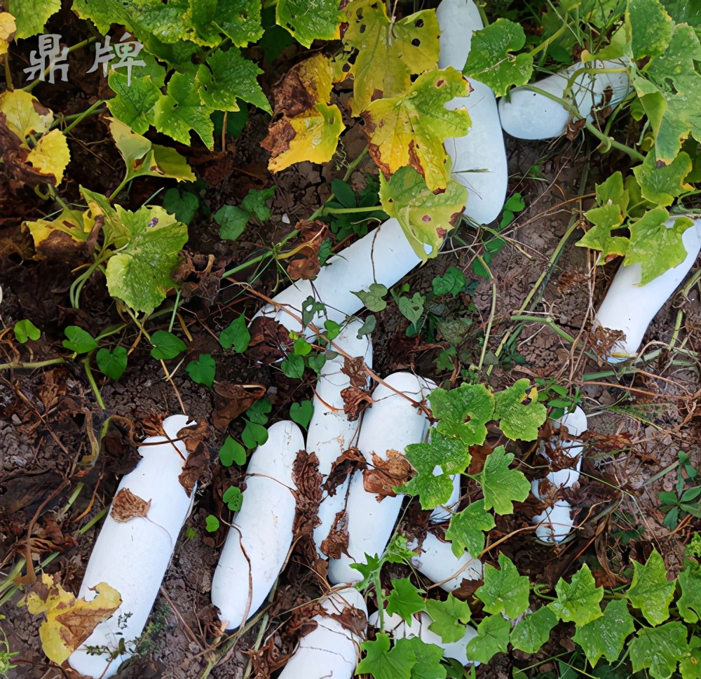 這個冬瓜品種放1年不壞，口感脆甜，多年科研就為打造這1個爆品