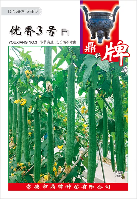 它是絲瓜種植戶的新選擇，節節有瓜，瓜長而不彎曲