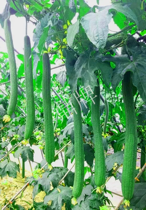 它是絲瓜種植戶的新選擇，節節有瓜，瓜長而不彎曲