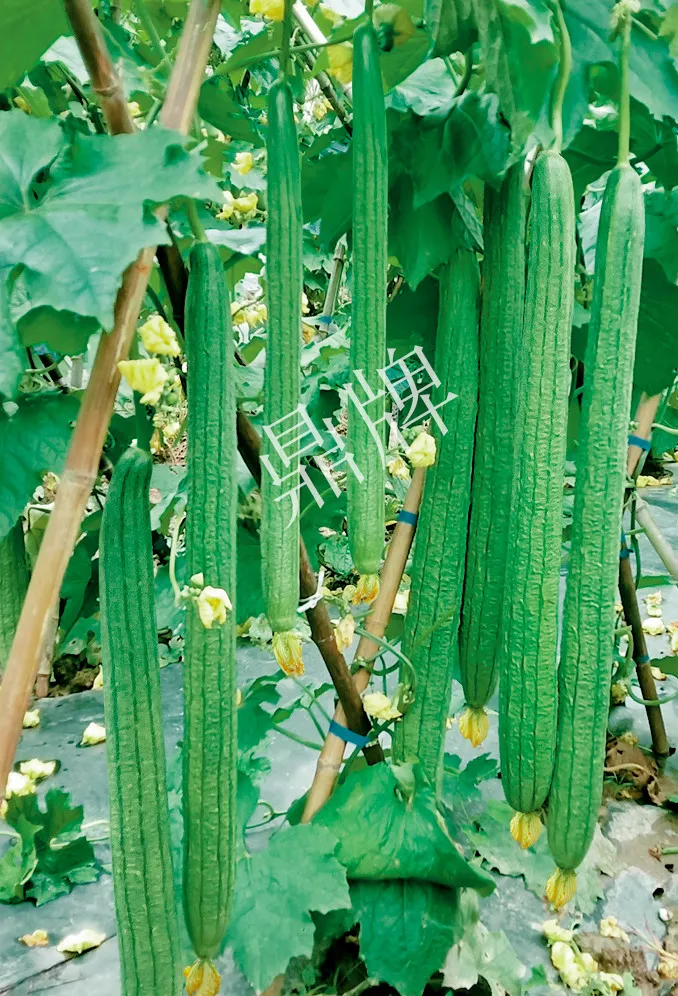 它是絲瓜種植戶的新選擇，節節有瓜，瓜長而不彎曲