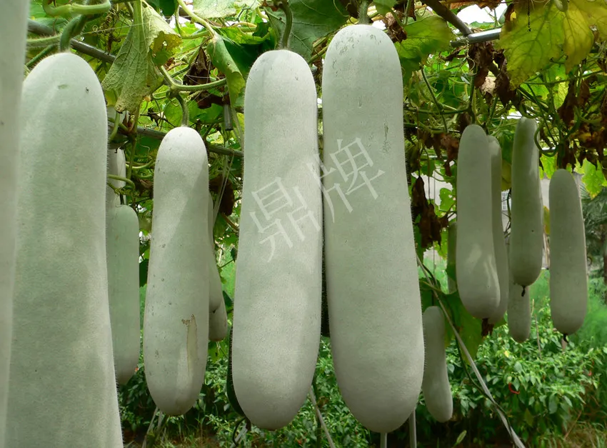 這個品種太優(yōu)秀了！耐儲耐運，適合大面積種植，菜農(nóng)瓜販都喜歡