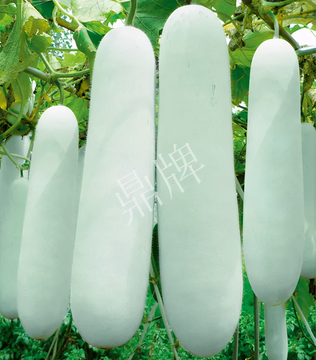 這個品種太優(yōu)秀了！耐儲耐運，適合大面積種植，菜農(nóng)瓜販都喜歡
