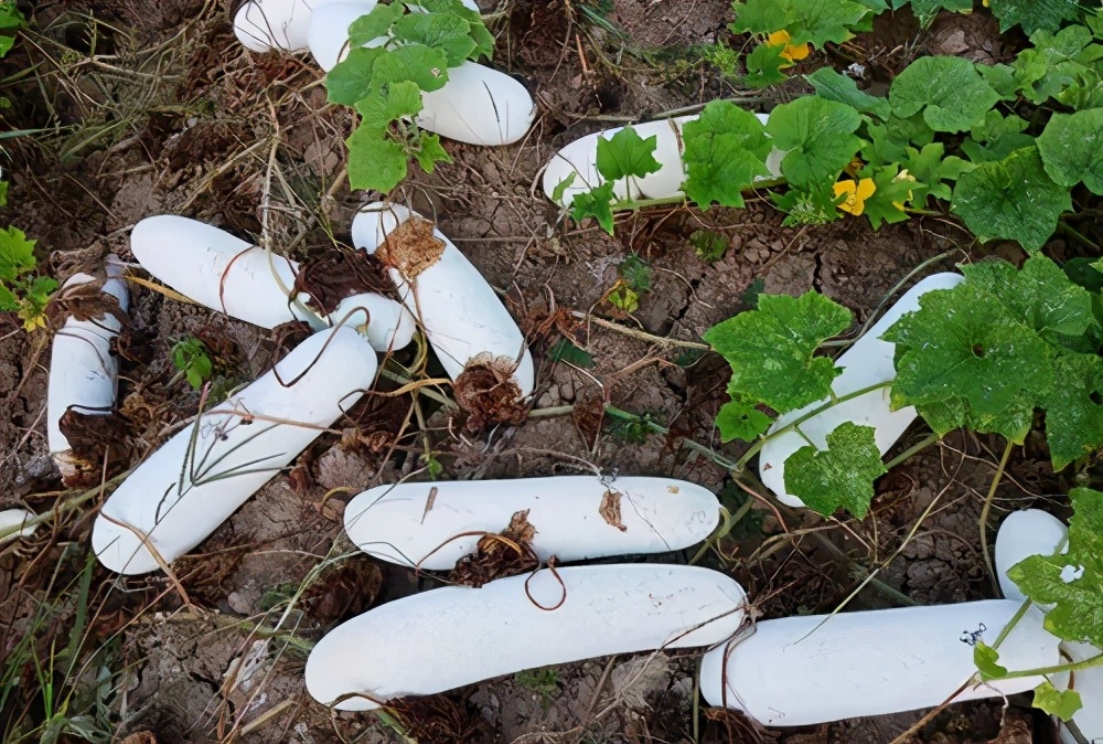 這個品種太優(yōu)秀了！耐儲耐運，適合大面積種植，菜農(nóng)瓜販都喜歡