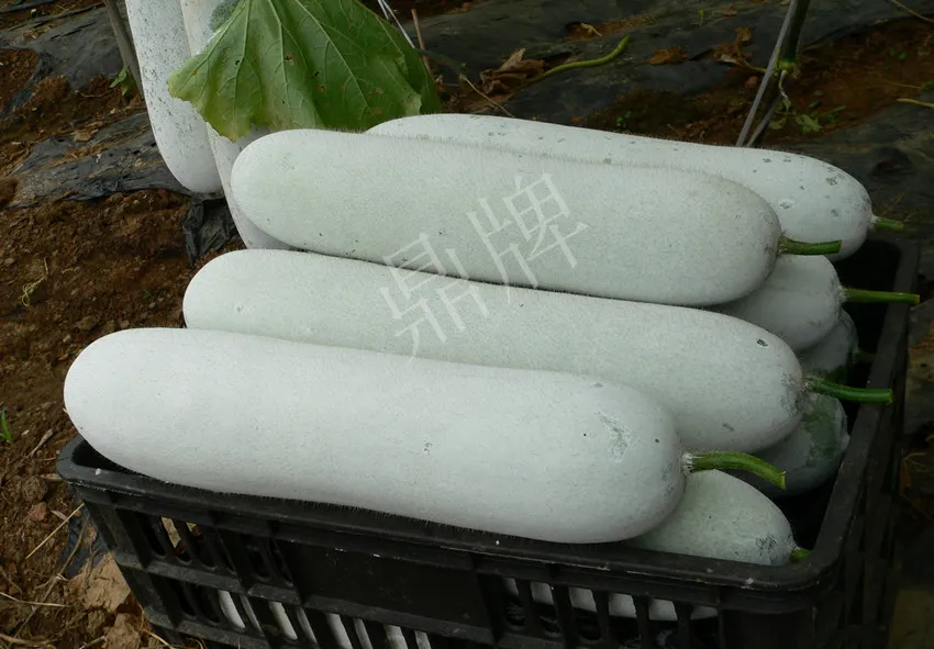 這個品種太優(yōu)秀了！耐儲耐運，適合大面積種植，菜農(nóng)瓜販都喜歡
