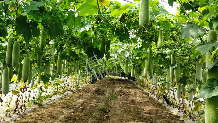 什么品種的冬瓜按個(gè)買？價(jià)格是同期黑皮冬瓜五倍