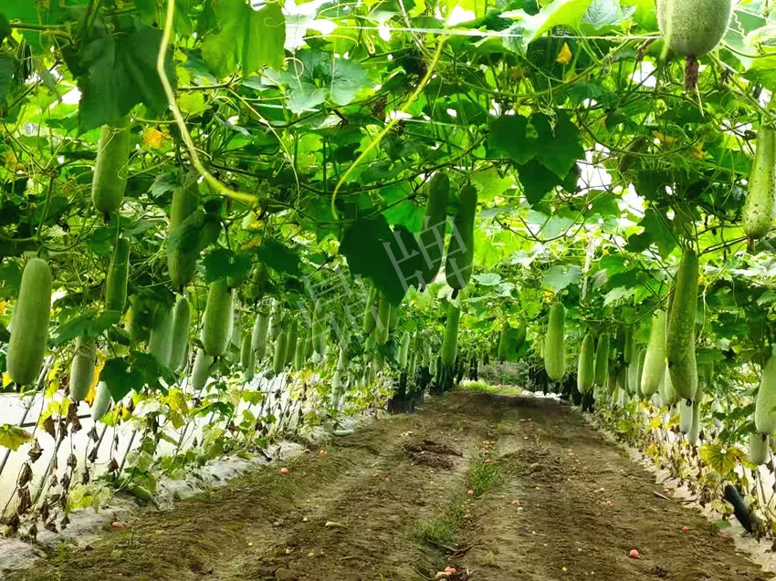 什么品種的冬瓜按個(gè)買？價(jià)格是同期黑皮冬瓜五倍