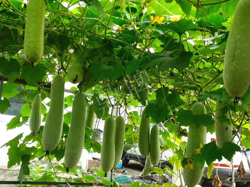 什么品種的冬瓜按個(gè)買？價(jià)格是同期黑皮冬瓜五倍