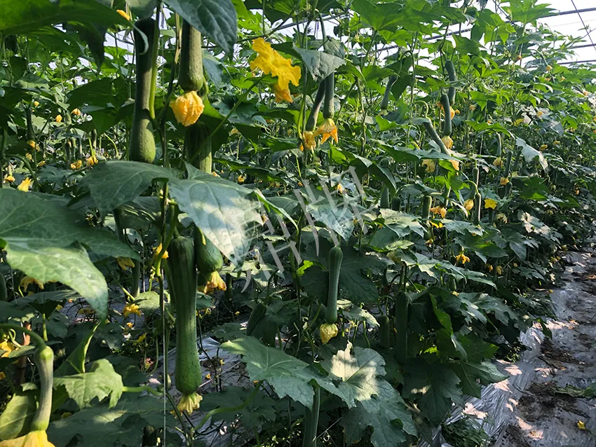 這個絲瓜怎么種都優秀!賣價和產量都很高