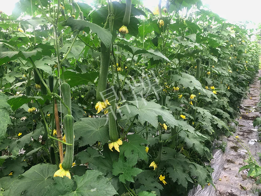這個絲瓜怎么種都優秀!賣價和產量都很高
