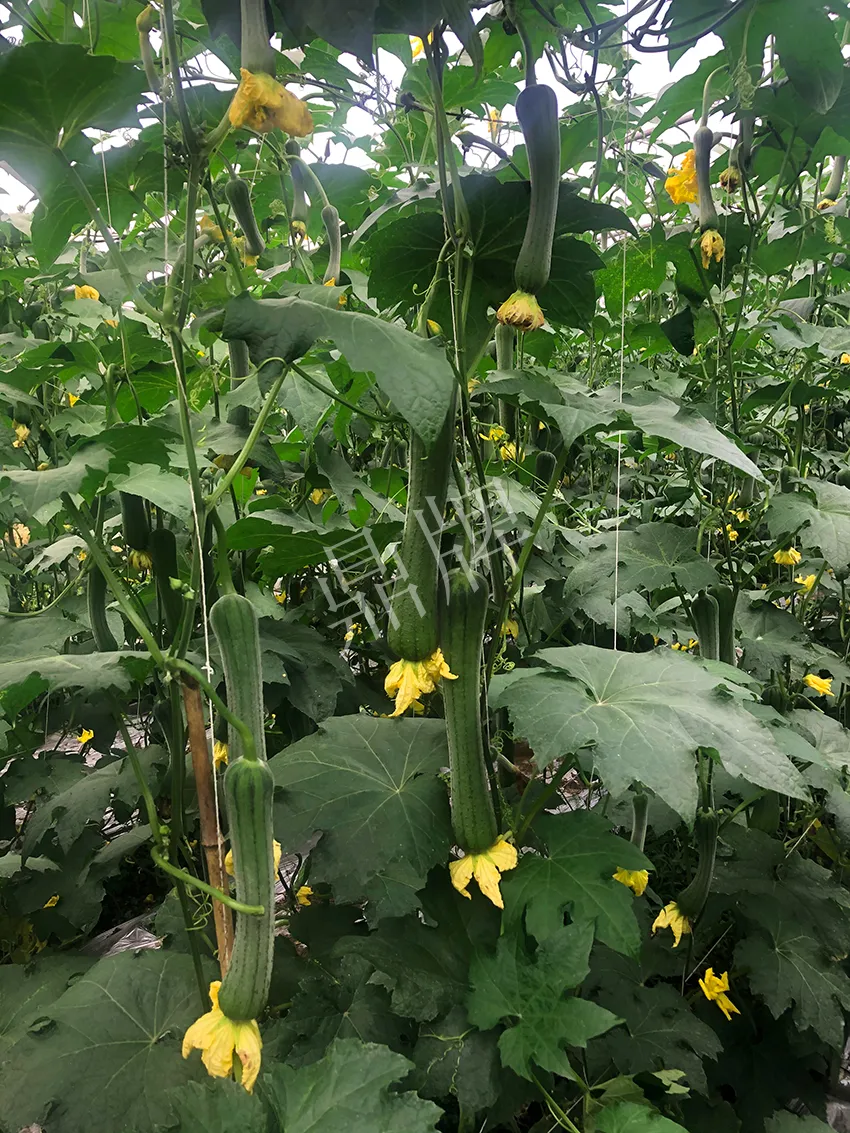 這個絲瓜怎么種都優秀!賣價和產量都很高