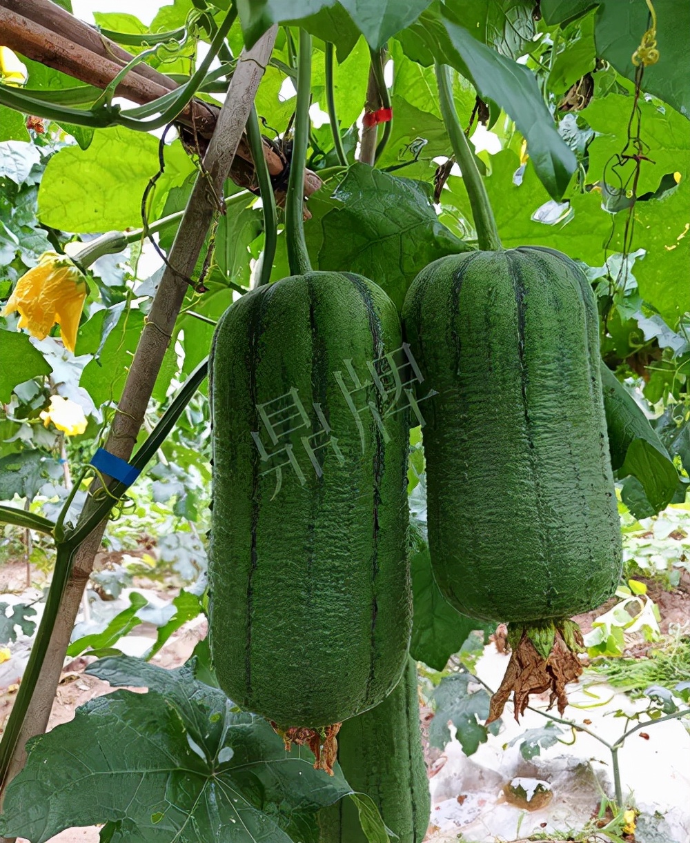 臺州的曾方明試種新品種,畝收入超過6萬元