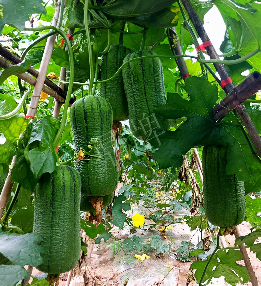 臺州的曾方明試種新品種,畝收入超過6萬元