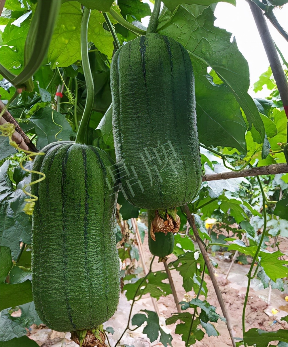 臺州的曾方明試種新品種,畝收入超過6萬元